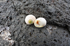 Nerita