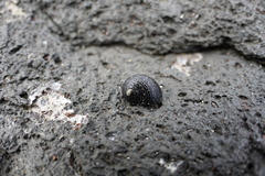 Nerita