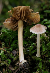 Inocybe occulta