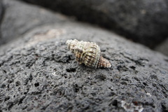 Gastropoda