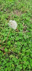 Taraxacum