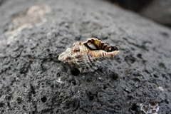 Gastropoda