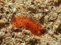 Dendrodoris guttata