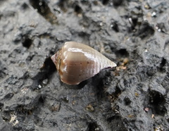 Conus
