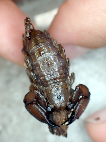 Dwarf Wood Scorpion photo 5