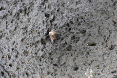 Conus