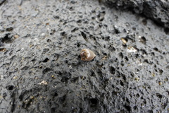 Conus