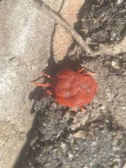 Trombidium holosericeum