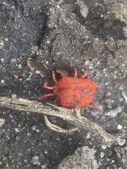 Trombidium holosericeum