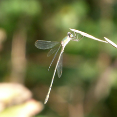 Chalcolestes viridis