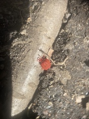 Trombidium holosericeum