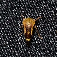 Ophiderma evelyna