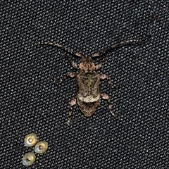 Leptostylus transversus