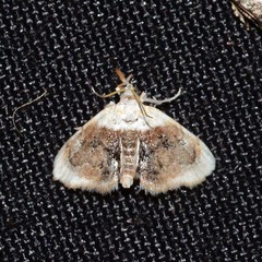 Lipocosmodes fuliginosalis