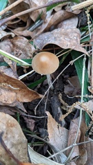 Psathyrella spadiceogrisea