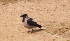Corvus cornix