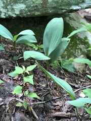 Convallaria pseudomajalis