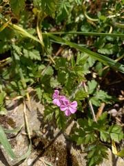 Geranium robertianum