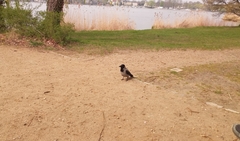 Corvus cornix