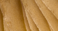 Psathyrella spadiceogrisea