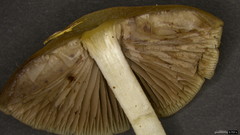 Psathyrella spadiceogrisea