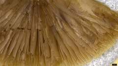 Psathyrella spadiceogrisea