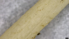 Psathyrella spadiceogrisea