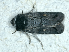 Proteuxoa restituta