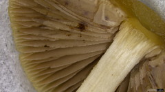 Psathyrella spadiceogrisea
