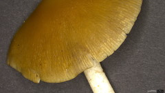 Psathyrella spadiceogrisea