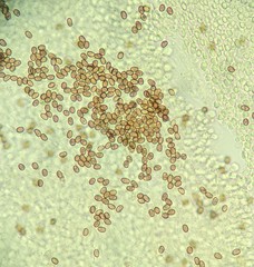 Psathyrella spadiceogrisea