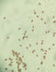 Psathyrella spadiceogrisea