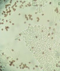 Psathyrella spadiceogrisea