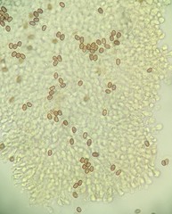 Psathyrella spadiceogrisea