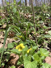 Viola eriocarpa