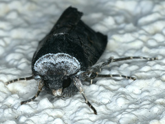 Proteuxoa restituta