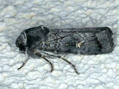 Proteuxoa restituta