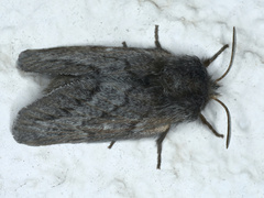 Pernattia pusilla