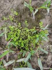 Micranthemum umbrosum
