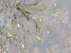 Micranthemum umbrosum