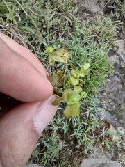 Micranthemum umbrosum