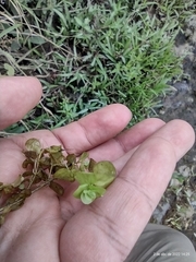 Micranthemum umbrosum