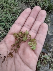 Micranthemum umbrosum