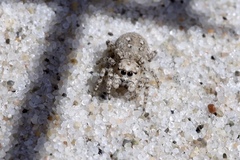 Attulus distinguendus