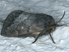 Pernattia pusilla