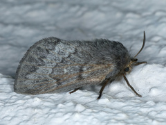 Pernattia pusilla