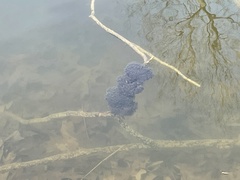 Lithobates palustris