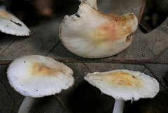 Inocybe armeniaca