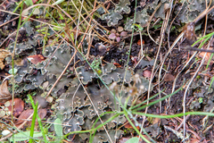 Peltigera extenuata