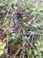 Pedicularis lapponica